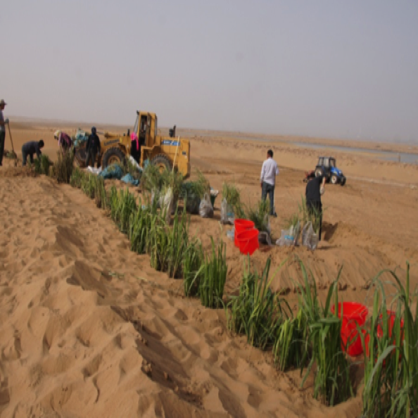 荒漠化生态修复设计与施工
Design & construction for Desertification  ecological restoration