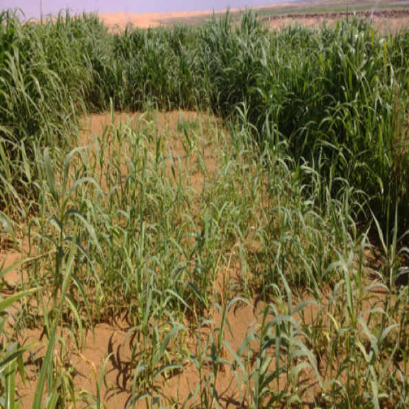 荒漠化生态修复设计与施工
Design & construction for Desertification  ecological restoration