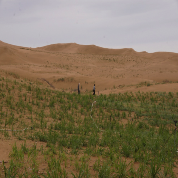 荒漠化生态修复设计与施工
Design & construction for Desertification  ecological restoration